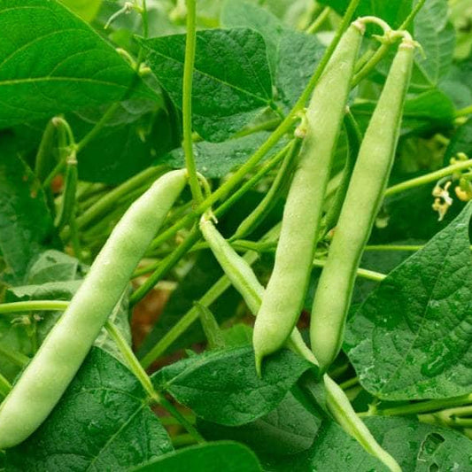 Red Kidney Pole Bean Seeds