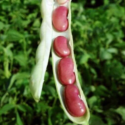 Red Kidney Pole Bean Seeds