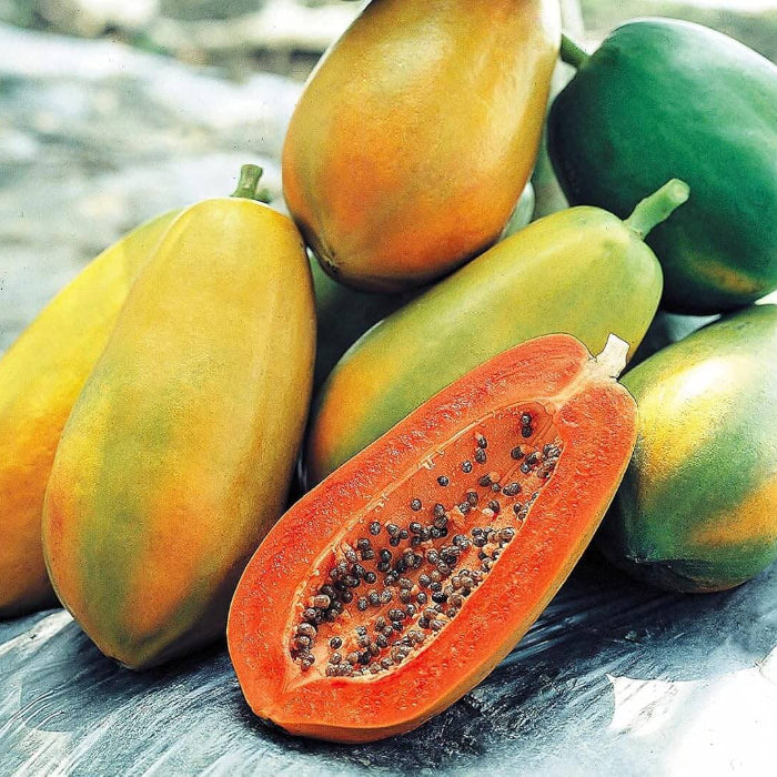 Red Lady Papaya Seeds