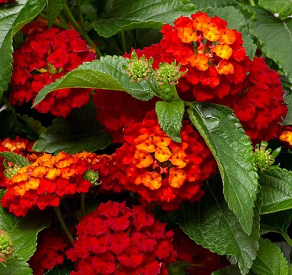 Red Lantana Seeds 