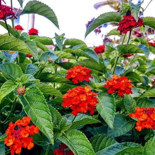 Red Lantana Seeds 