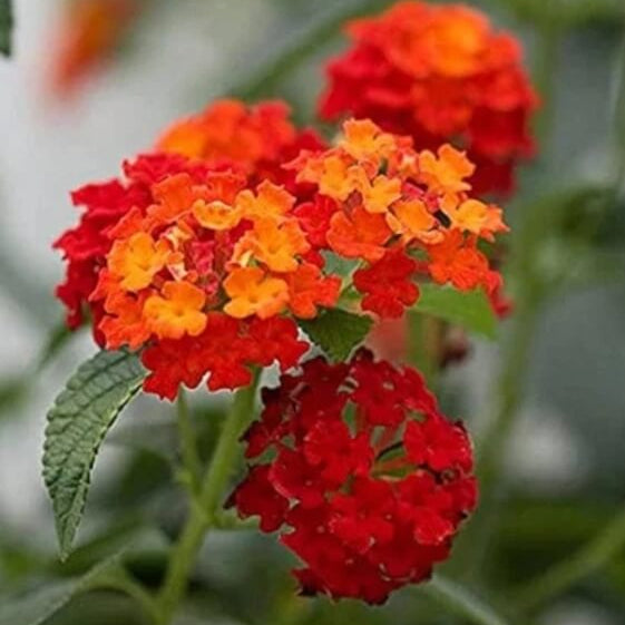 Red Lantana Seeds 