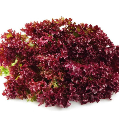 Red Leaf Lettuce seeds - Vegetable Plant