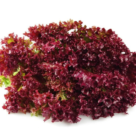 Red Leaf Lettuce seeds - Vegetable Plant
