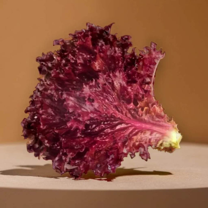 Red Leaf Lettuce seeds - Vegetable Plant