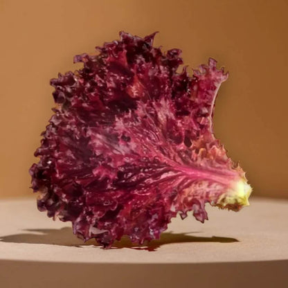 Red Leaf Lettuce seeds - Vegetable Plant