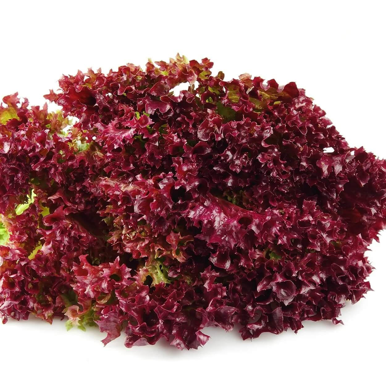 Red Lettuce Seeds