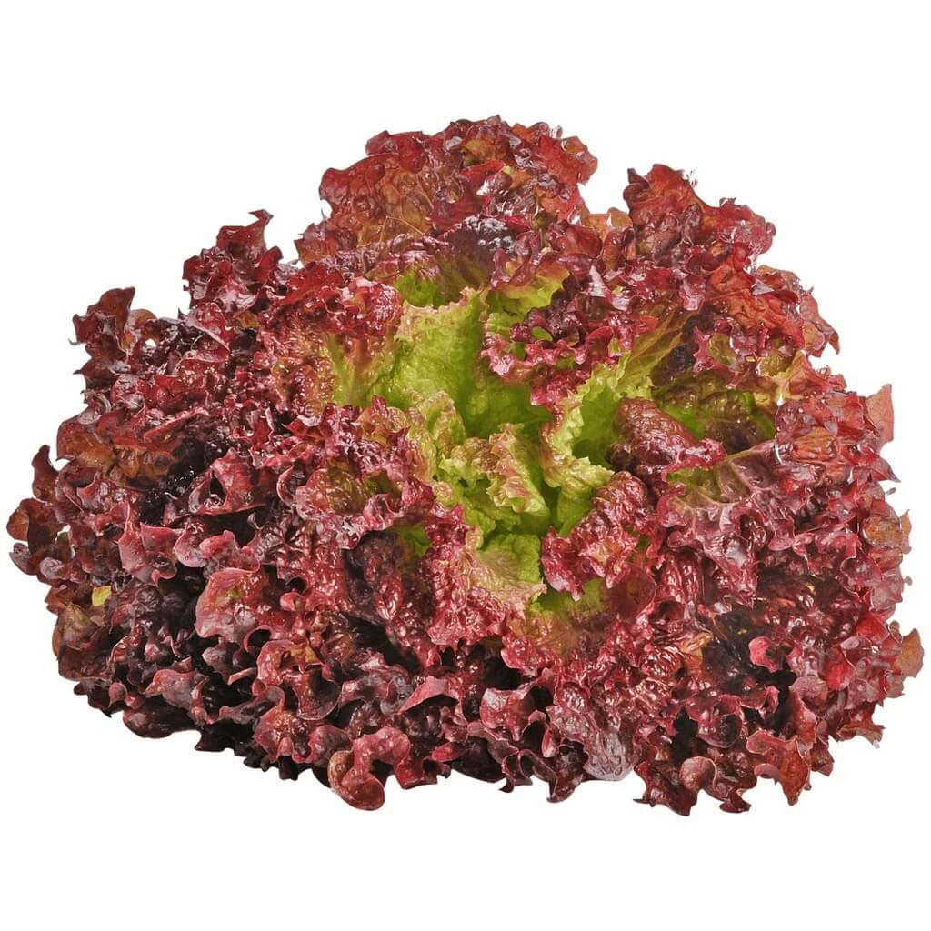 Red Lettuce Seeds