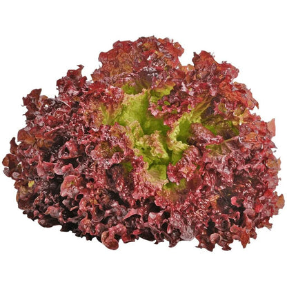 Red Lettuce Seeds