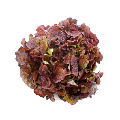 Red Lettuce Seeds