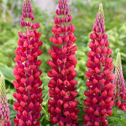 Red Lupine Seeds - Heirloom Flower Plant for Home Gardens