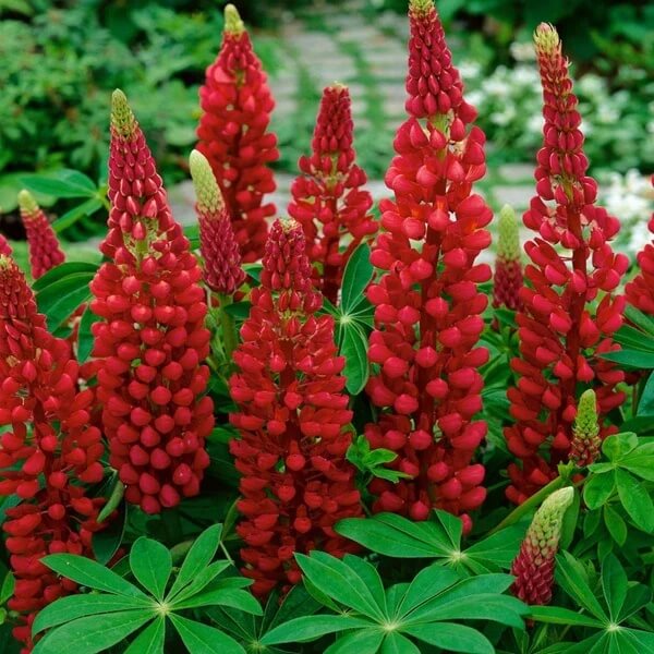 Red Lupine Seeds - Heirloom Flower Plant for Home Gardens