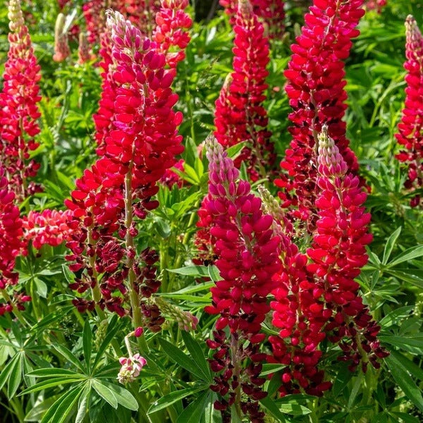 Red Lupine Seeds - Heirloom Flower Plant for Home Gardens