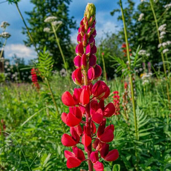 Red Lupine Seeds - Heirloom Flower Plant for Home Gardens
