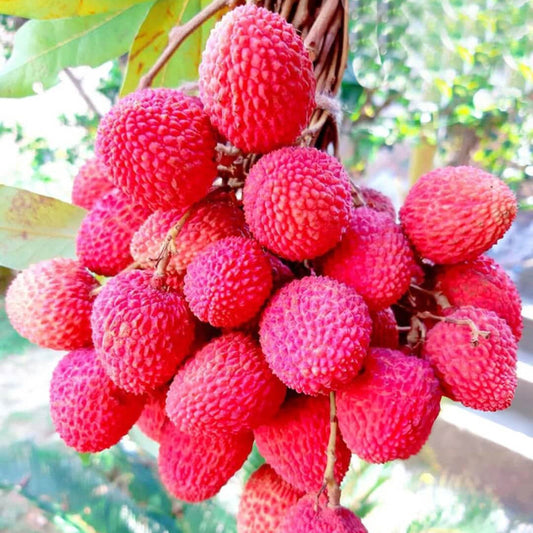 Red Lychee Seeds 