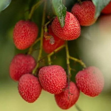 Red Lychee Seeds 