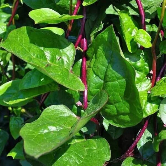 Red Malabar Spinach Seeds