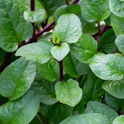 Red Malabar Spinach Seeds