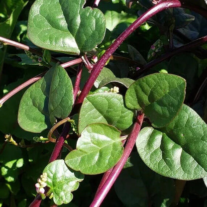Red Malabar Spinach Seeds