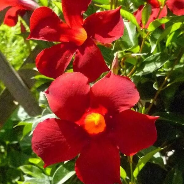 Red Mandevilla Seeds
