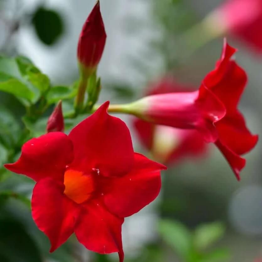 Red Mandevilla Seeds