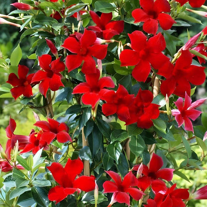 Red Mandevilla Seeds
