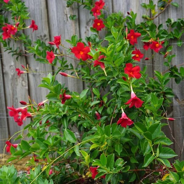 Red Mandevilla Seeds