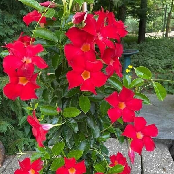 Red Mandevilla Seeds