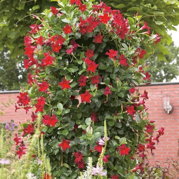 Red Mandevilla Seeds