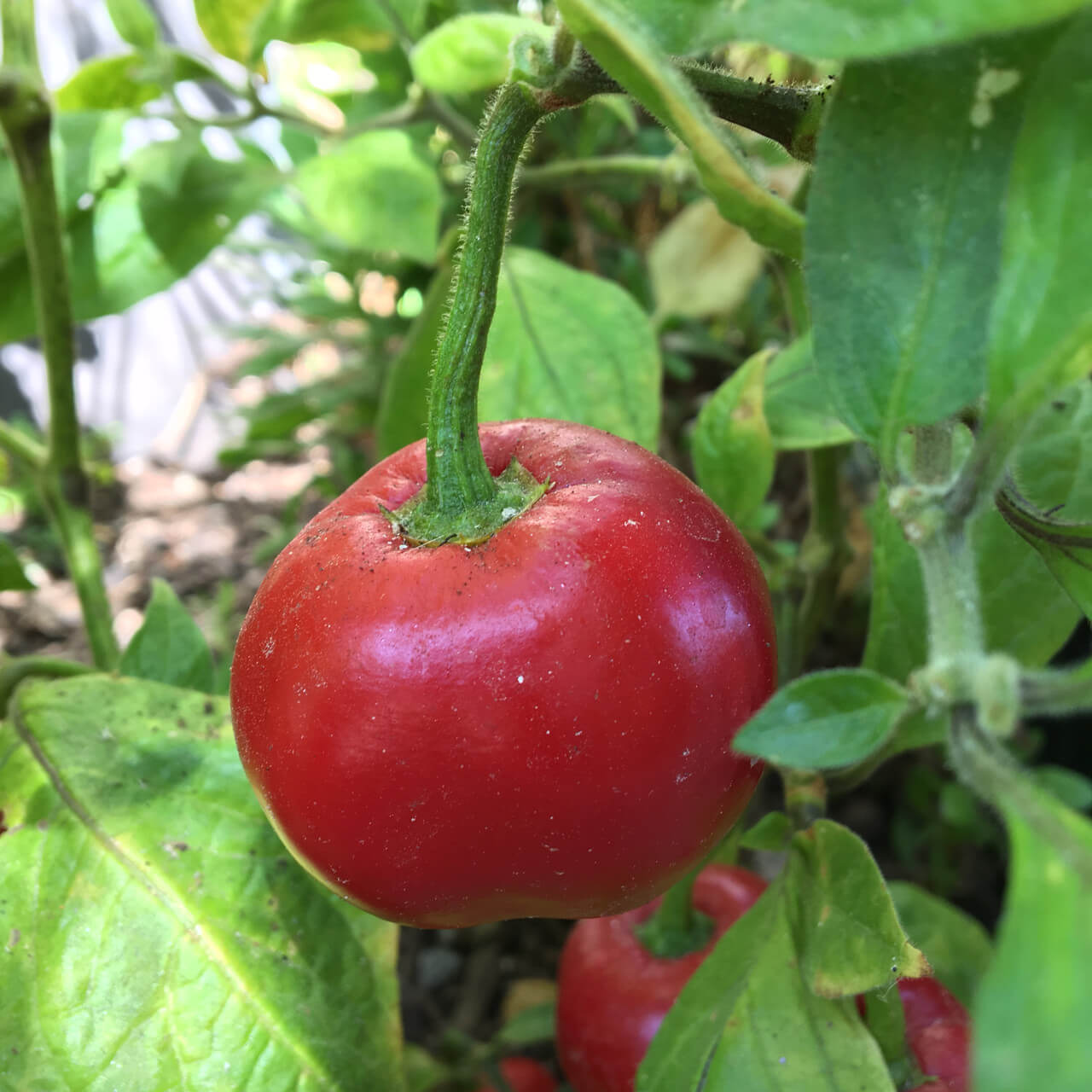 Red Manzano Rocoto Pepper Seeds 