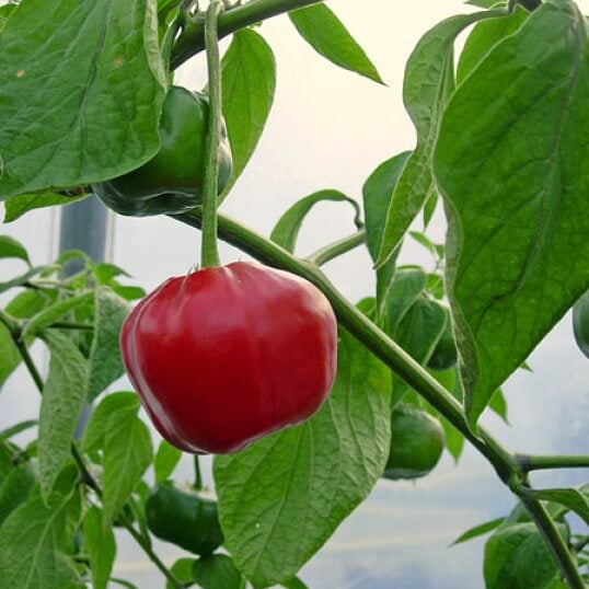Red Manzano Rocoto Pepper Seeds 