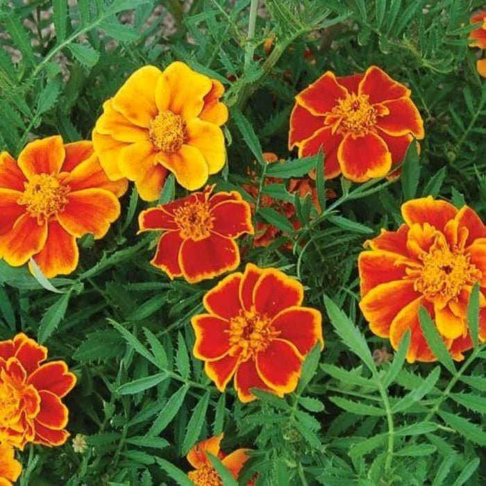 Red Marietta Marigold Seeds - Heirloom Flower Plant for Home Gardens