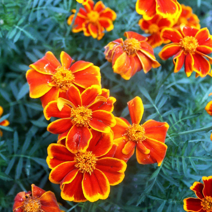 Red Marietta Marigold Seeds - Heirloom Flower Plant for Home Gardens