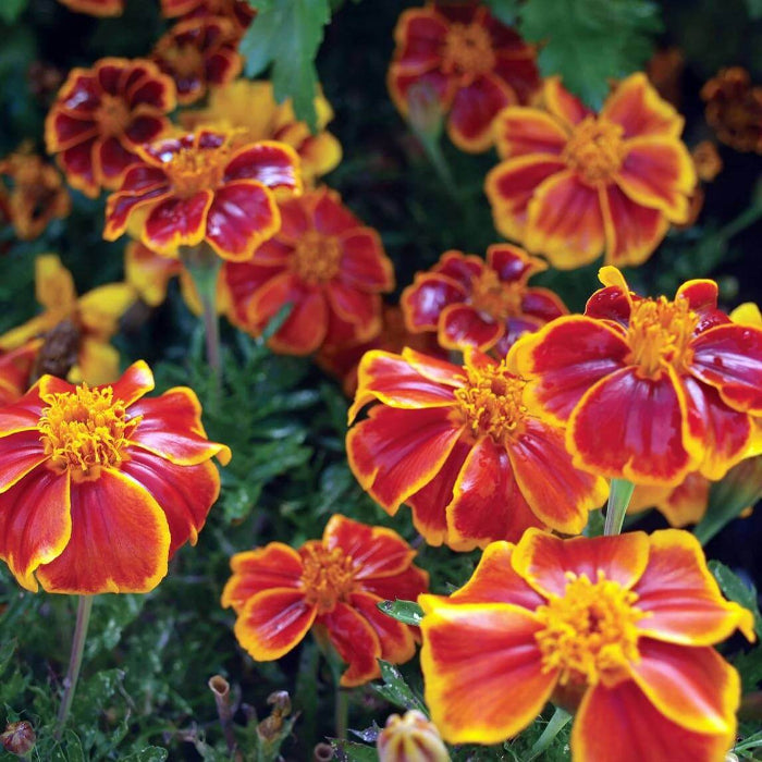 Red Marietta Marigold Seeds - Heirloom Flower Plant for Home Gardens