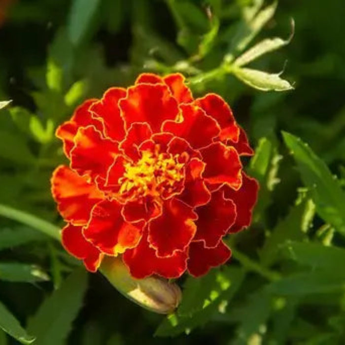 Red Marietta Marigold Seeds - Heirloom Flower Plant for Home Gardens