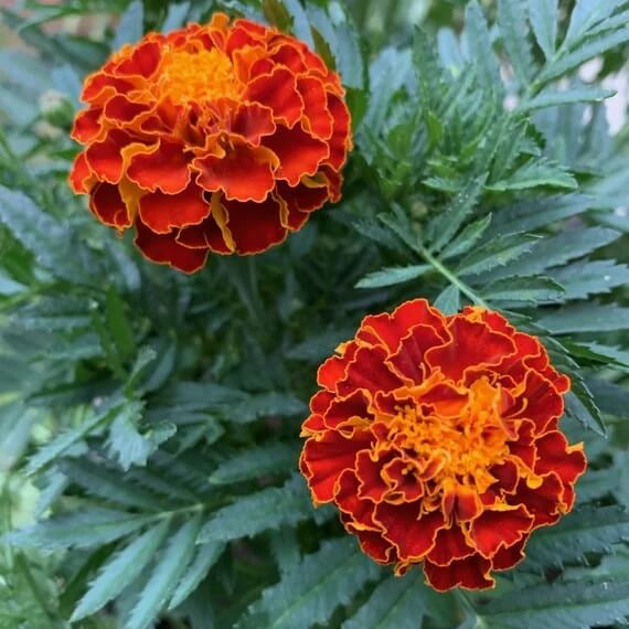 Red Marigold Seeds