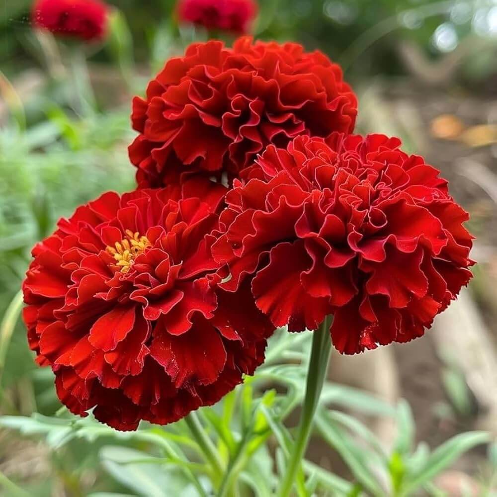 Red Marigold Seeds