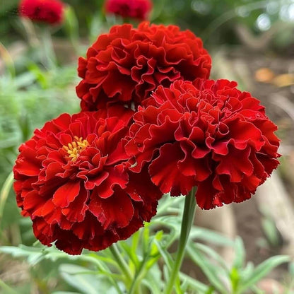 Red Marigold Seeds