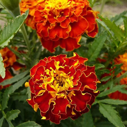 Red Marigold Seeds