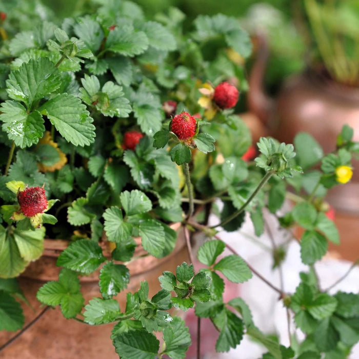 Red Mock Strawberry Seeds