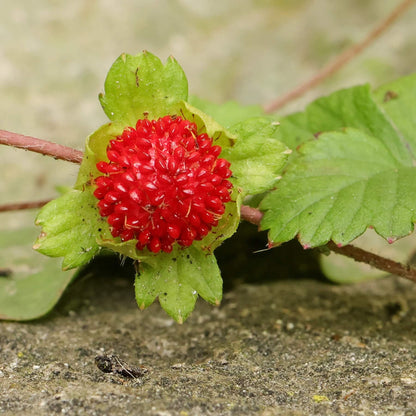 Red Mock Strawberry Seeds