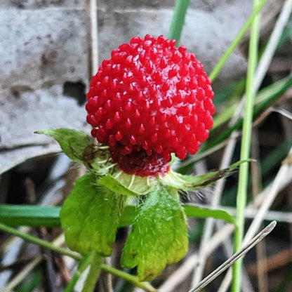 Red Mock Strawberry Seeds