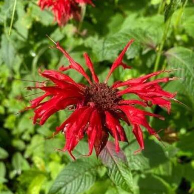 Red Monarda Bee Balm seeds