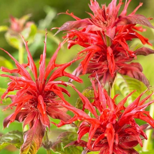 Red Monarda Bee Balm seeds