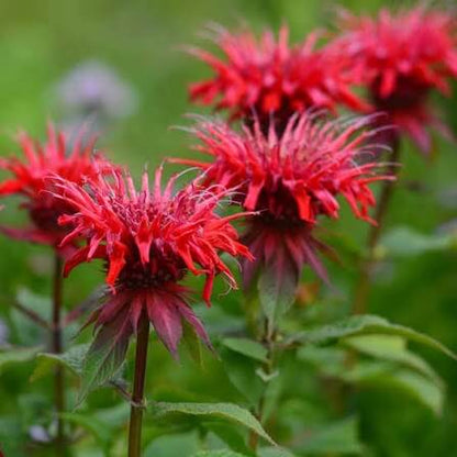 Red Monarda Bee Balm seeds