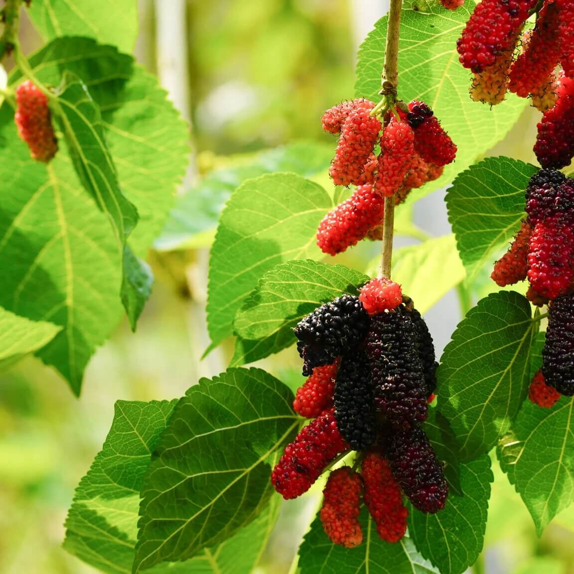 Red Mulberry Seeds - Fruit Plant