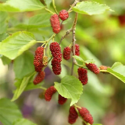 Red Mulberry Seeds - Fruit Plant