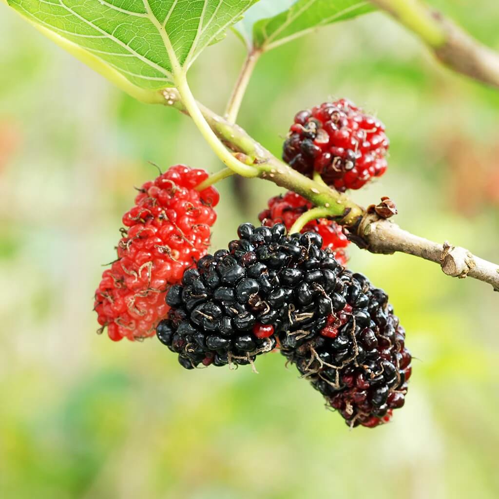 Red Mulberry Seeds - Fruit Plant