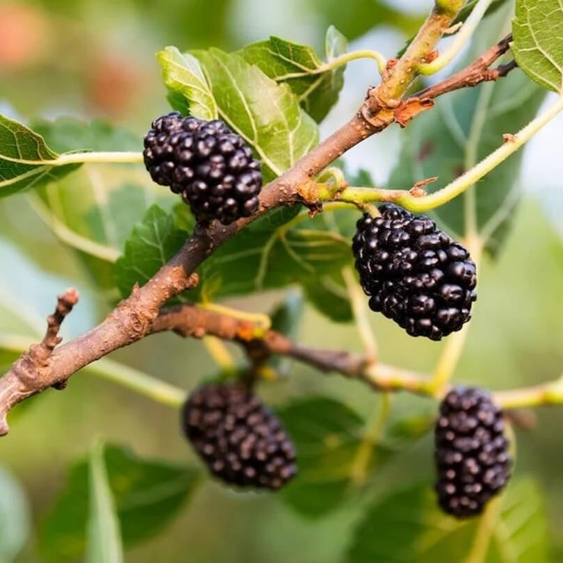 Red Mulberry Seeds - Fruit Plant