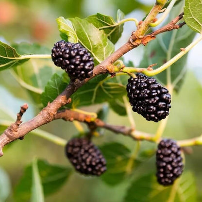 Red Mulberry Seeds - Fruit Plant